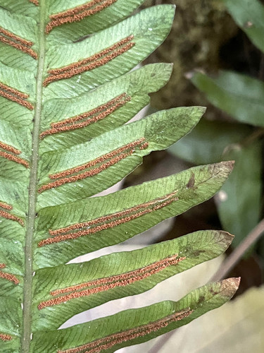 Blechnum appendiculatum