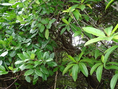 Xylocarpus moluccensis