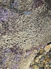 Phragmatopoma californica image