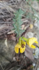 Pearsonia aristata