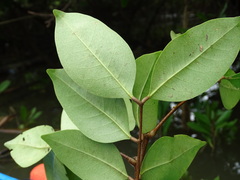 Xylocarpus moluccensis