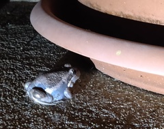 Limnodynastes dumerilii insularis