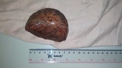 Xylocarpus moluccensis
