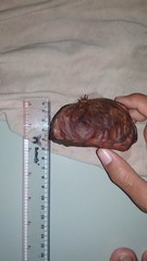 Xylocarpus moluccensis