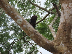 Cathartes aura image