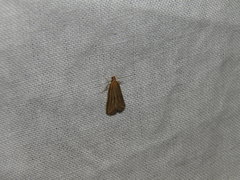 Helcystogramma albinervis