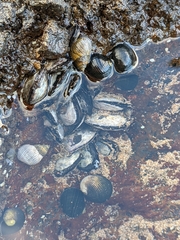 Isognomon californicus