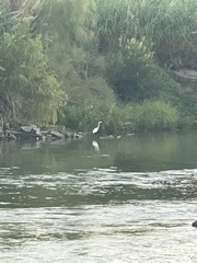 Ardea alba