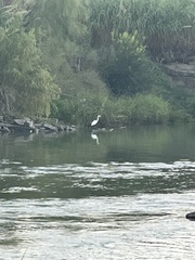 Ardea alba