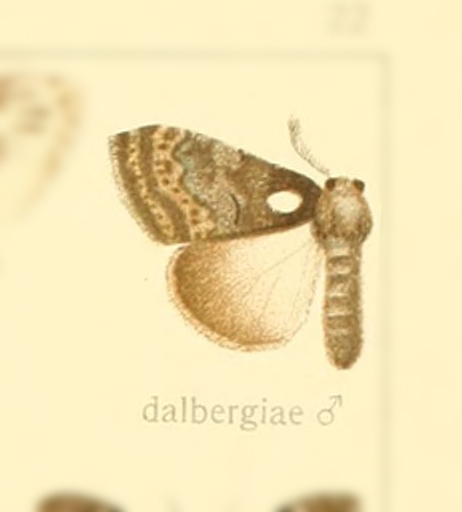 Olene dalbergiae