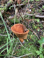 Lactarius subflammeus