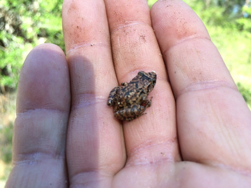Greenhouse Frog
