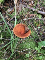 Lactarius subflammeus