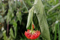 Lantana camara image