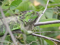 Iguana iguana