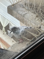 Columba livia domestica