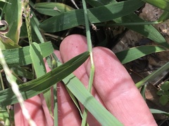 Digitaria setigera