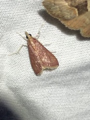 Pyrausta roseivestalis