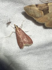 Pyrausta roseivestalis