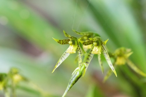 Brassia chlorops, photograph 2