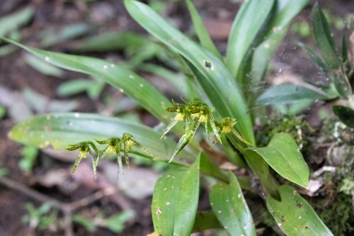 Brassia chlorops, photograph 3