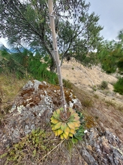 Agave nuusaviorum