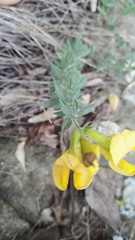 Pearsonia aristata