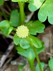 Leptinella longipes
