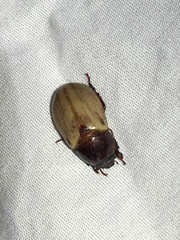 Cyclocephala melanocephala