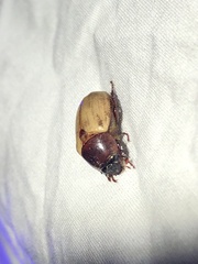 Cyclocephala melanocephala