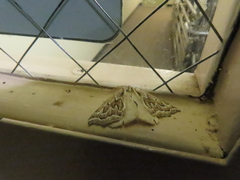 Plataea californiaria