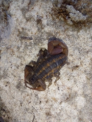 Centruroides nigrovariatus