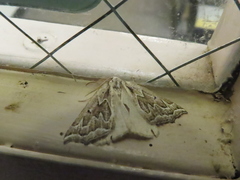 Plataea californiaria