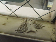 Plataea californiaria