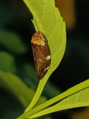 Ptyelinellus praefractus