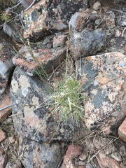 Poa secunda secunda