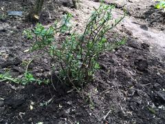 Peperomia inaequalifolia