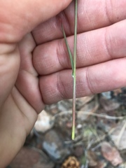 Poa secunda secunda