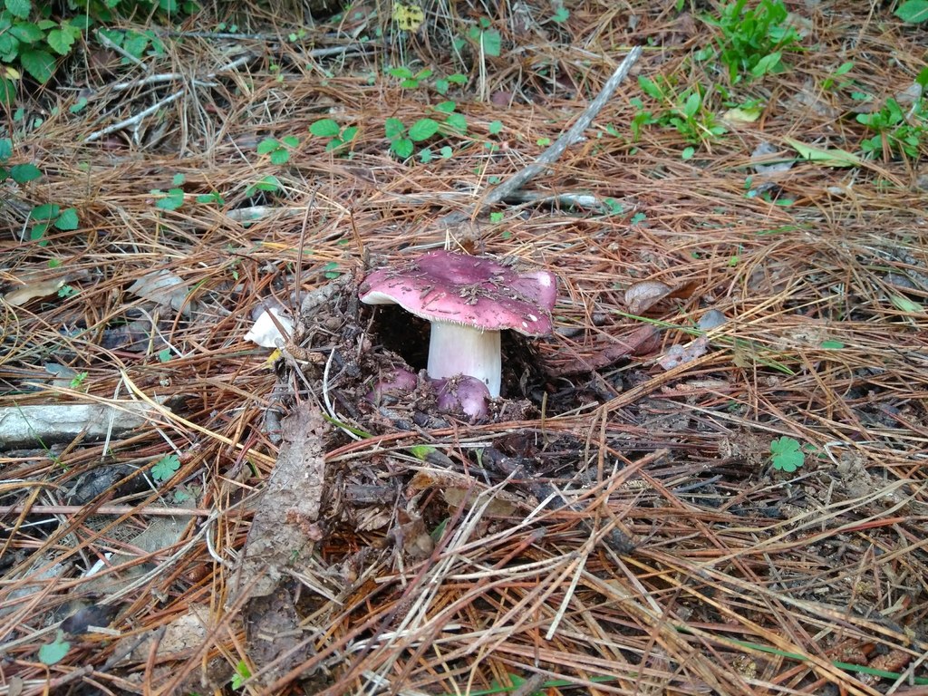 Russula sardonia · April 2018 · photo: © cristianriquelme (iNaturalist, cc-by)