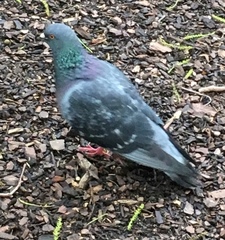 Columba livia domestica