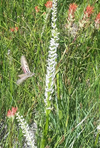 iNaturalist observation photo of White-lined Sphinx