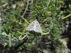 Plataea californiaria