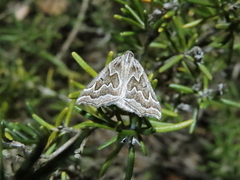 Plataea californiaria