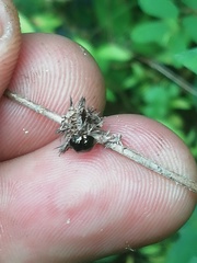 Brachyplatys subaeneus