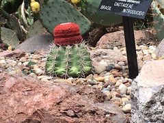 Melocactus bahiensis