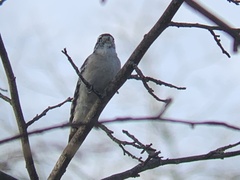 Dryobates pubescens