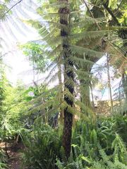 Sphaeropteris quindiuensis