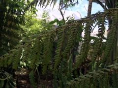 Sphaeropteris quindiuensis