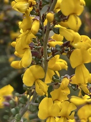Bossiaea foliosa