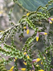 Bossiaea foliosa